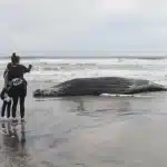 whale