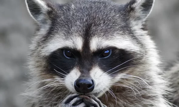 raccoon