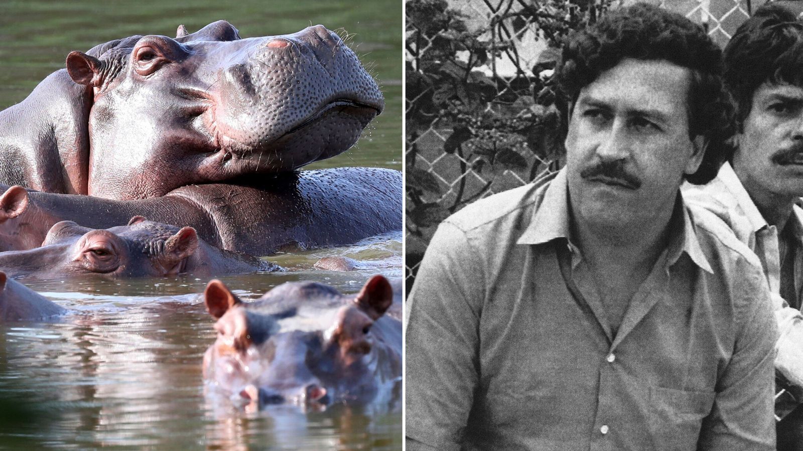 hippos