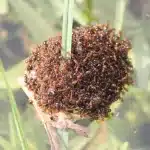 ants