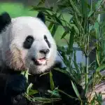 China Plans To Send San Diego Zoo More Pandas This Year, Reintroducing Panda Diplomacy