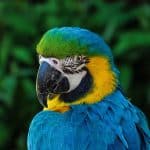 macaw