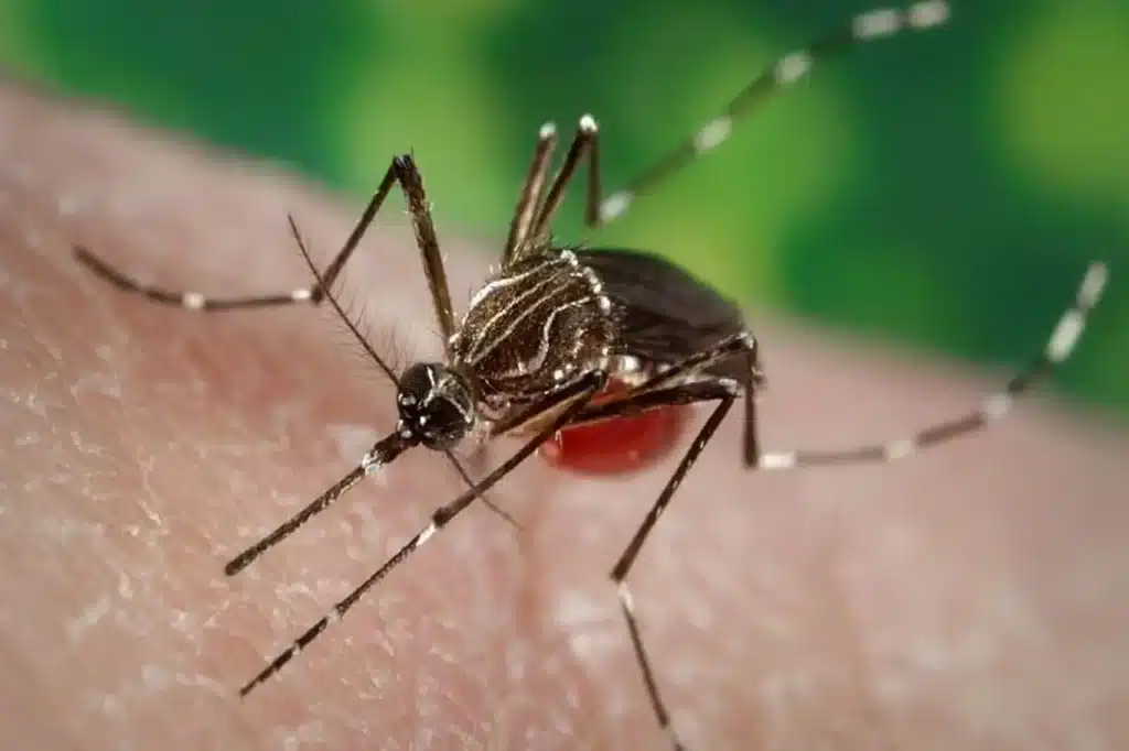 The Centers for Disease Control and Prevention (CDC) of the United States of America has published a health alert warning both the general public and authorities in the healthcare industry about the growing danger of dengue virus infections in the United States.