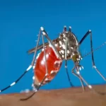 The Centers for Disease Control and Prevention (CDC) of the United States of America has published a health alert warning both the general public and authorities in the healthcare industry about the growing danger of dengue virus infections in the United States.