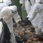 H5N2 Bird Flu Infection