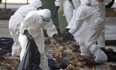 H5N2 Bird Flu Infection