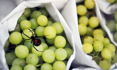 Ontario Woman Finds a Black Widow Spider in Grapes From Walmart