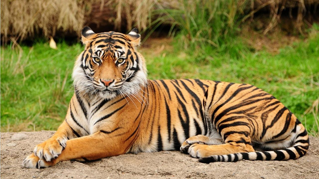 tiger