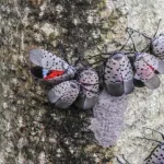 Spotted Lanternfly