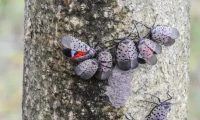 Spotted Lanternfly