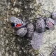 Spotted Lanternfly