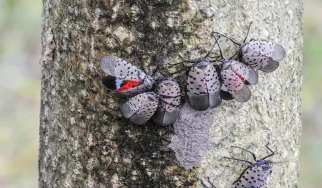 Spotted Lanternfly