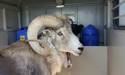 sheep