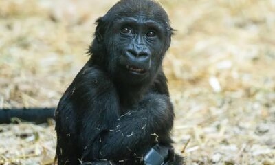 Baby Gorilla, Calgary Zoo