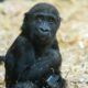 Baby Gorilla, Calgary Zoo