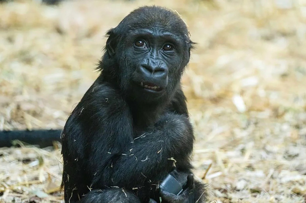 Baby Gorilla, Calgary Zoo