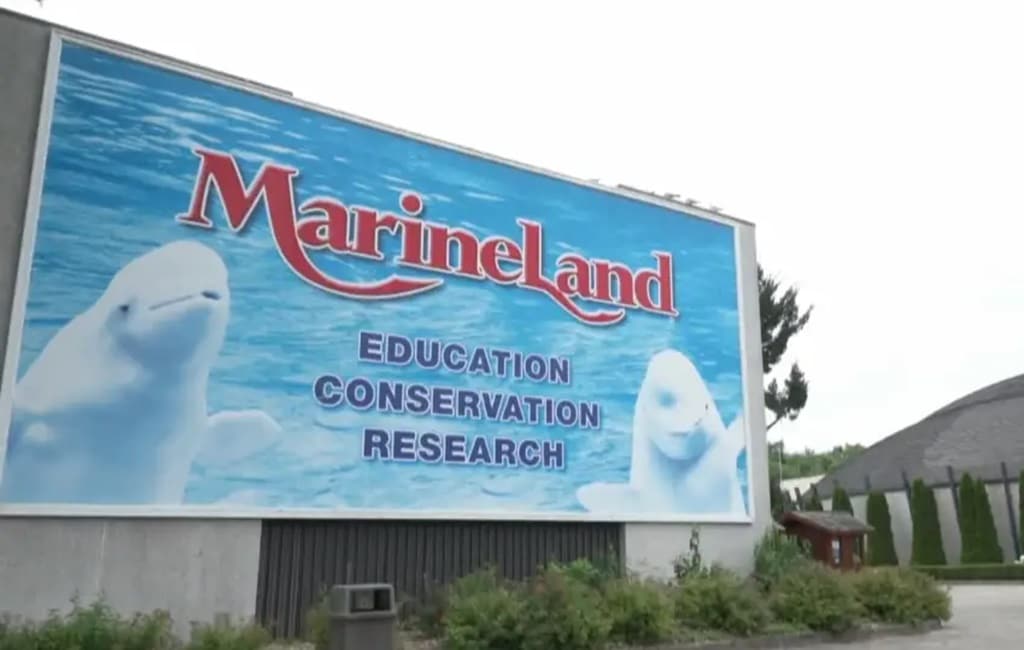 Marine Land, Beluga whale, Canada