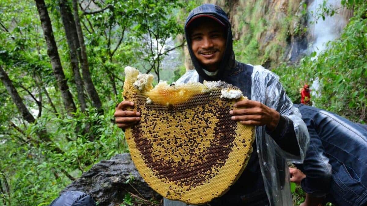 Nepal’s Mad Honey 