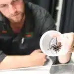 Australia, funnel web spider