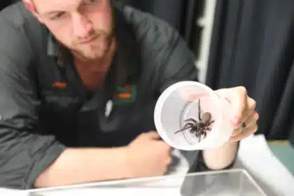 Australia, funnel web spider