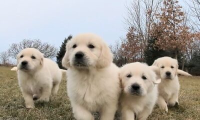 Golden Retriever Puppies