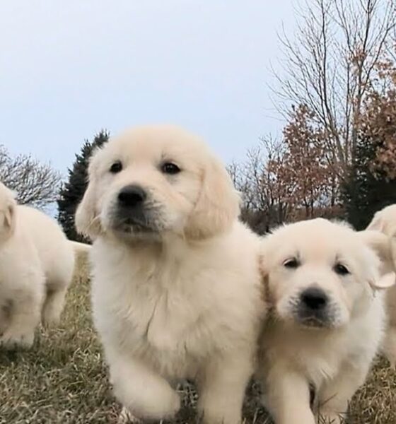 Golden Retriever Puppies