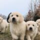 Golden Retriever Puppies