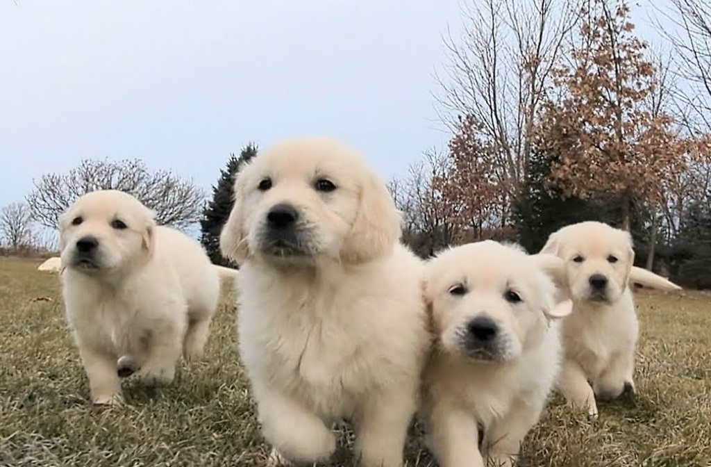 Golden Retriever Puppies