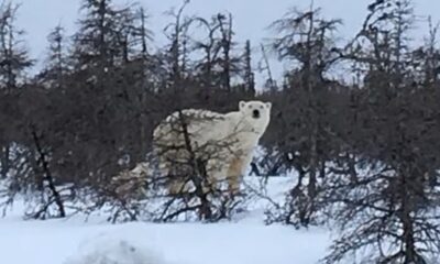 Polar bear, Canada