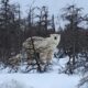 Polar bear, Canada