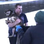 Man Rescuing a Dog From Freezing River