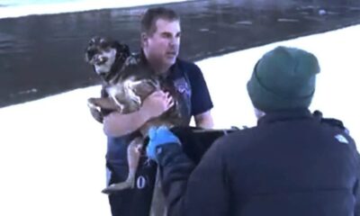 Man Rescuing a Dog From Freezing River