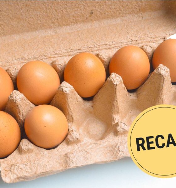 Salmonella Contamination Eggs Canada