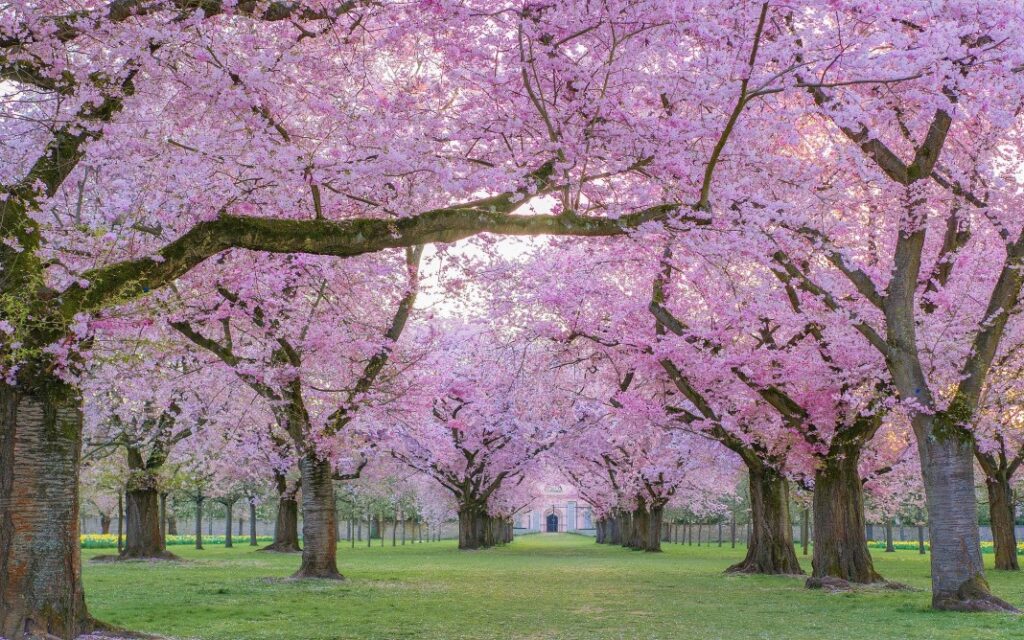 cherry blossom