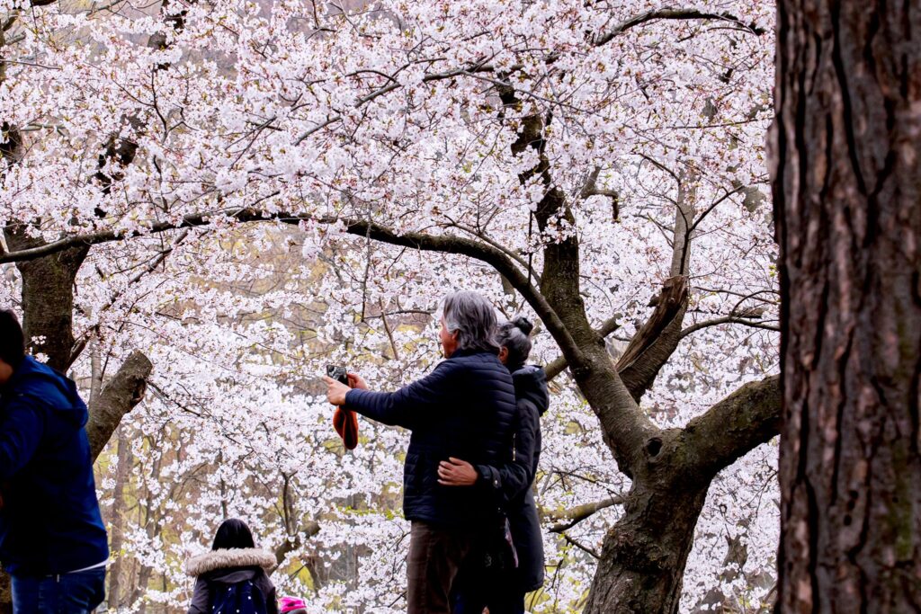 cherry blossom canada
