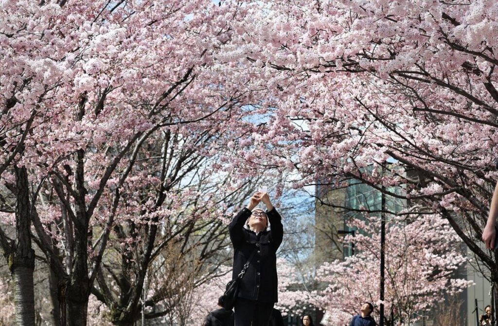 cherry blossom